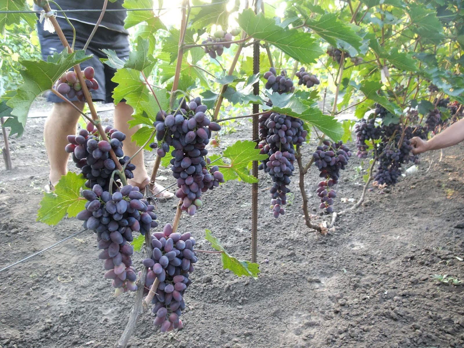 Виноград сира: характеристика и описание сорта, где растет, посадка и уход