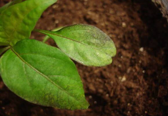 Болезнь листьев перца мозаика: фото, лечение и способы борьбы с вирусным заболеванием