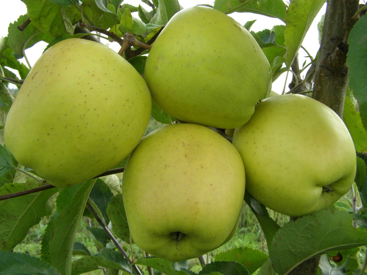 Яблоня джонаголд: описание сорта, фото, отзывы садоводов