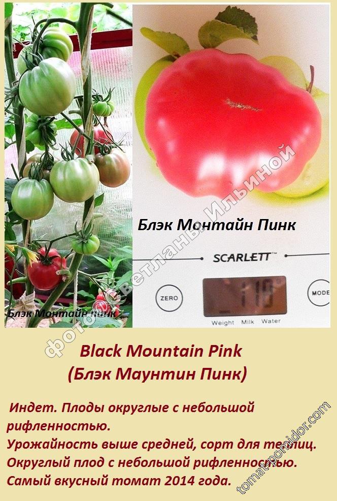 Мадейра: описание сорта томата, характеристики помидоров, выращивание