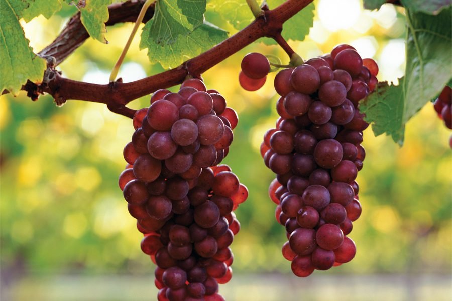 Виноград пино нуар: отзывы, топ советы по выращиванию, фото