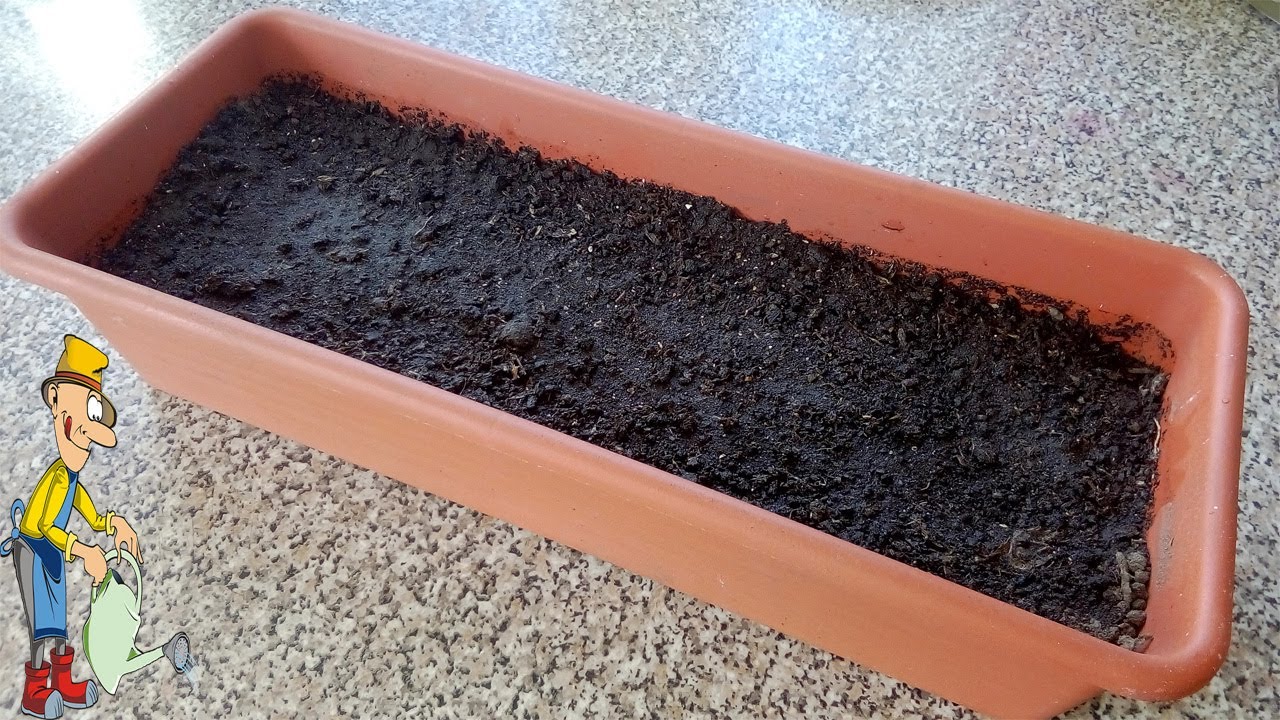 Почва для рассады помидоров и выращивание рассады: советы эксперта