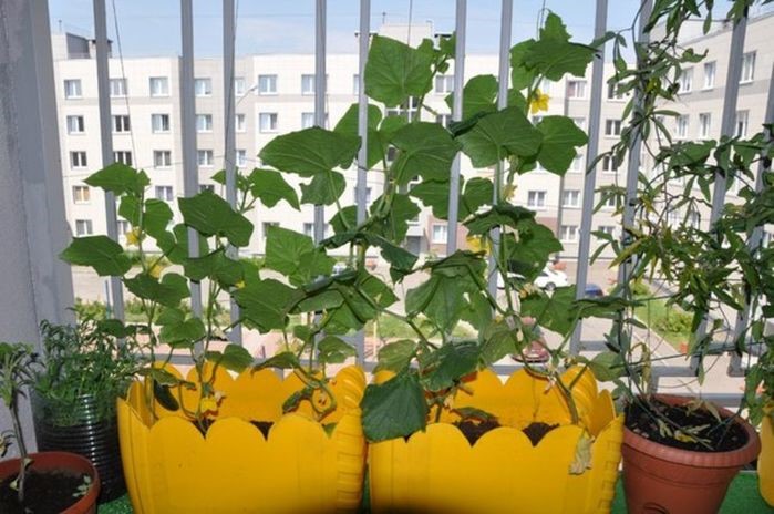 Абуз на балконе: выращивание, уход | как вырастить дыню или тыкву на балконе
