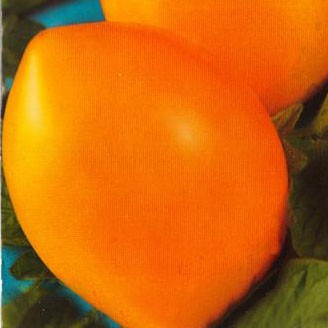 Описание томата золотые яйца, его характеристика, отзывы