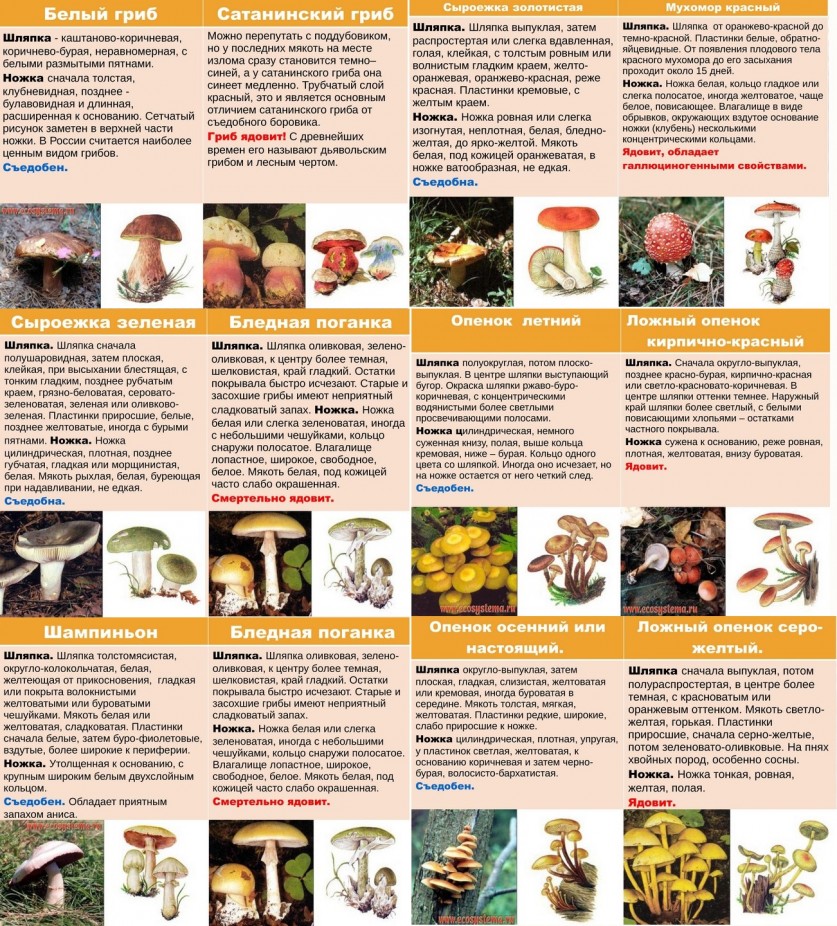 Где собирать грибы — советы по поиску, сбору и хранению грибов (75 фото и видео)