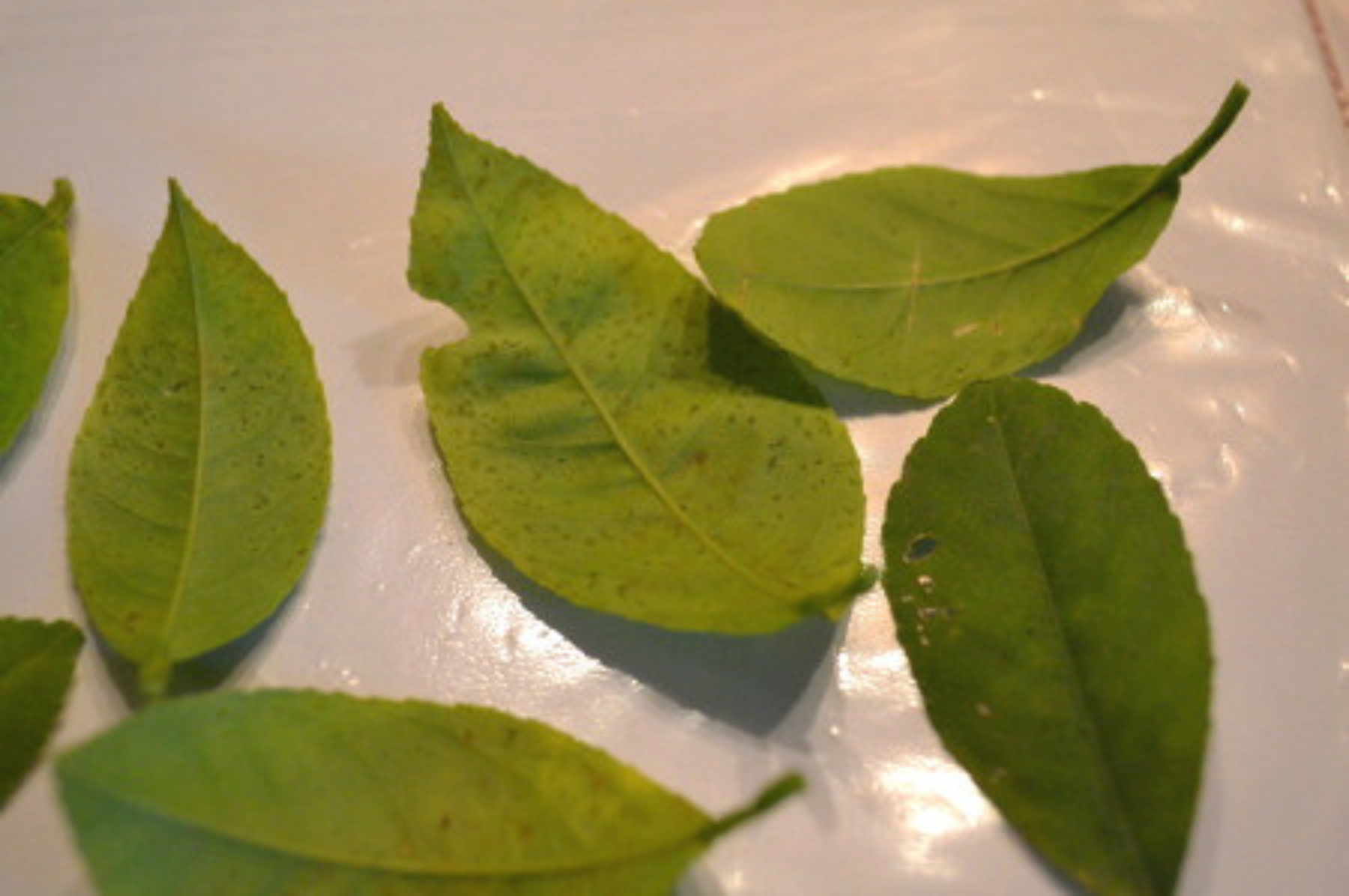 Мелкие крапинки на листьях цитрусовых