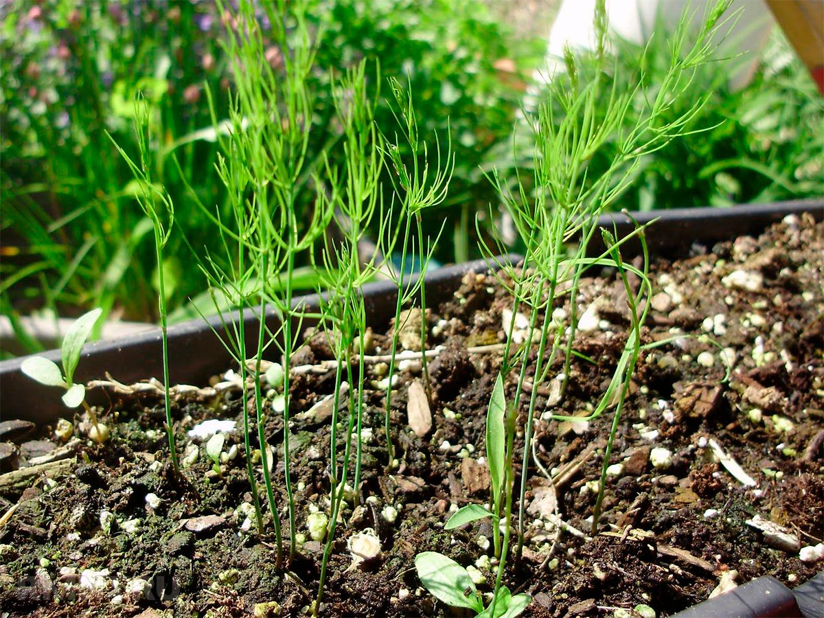 Спаржа: выращивание и уход в открытом грунте, полезные свойства