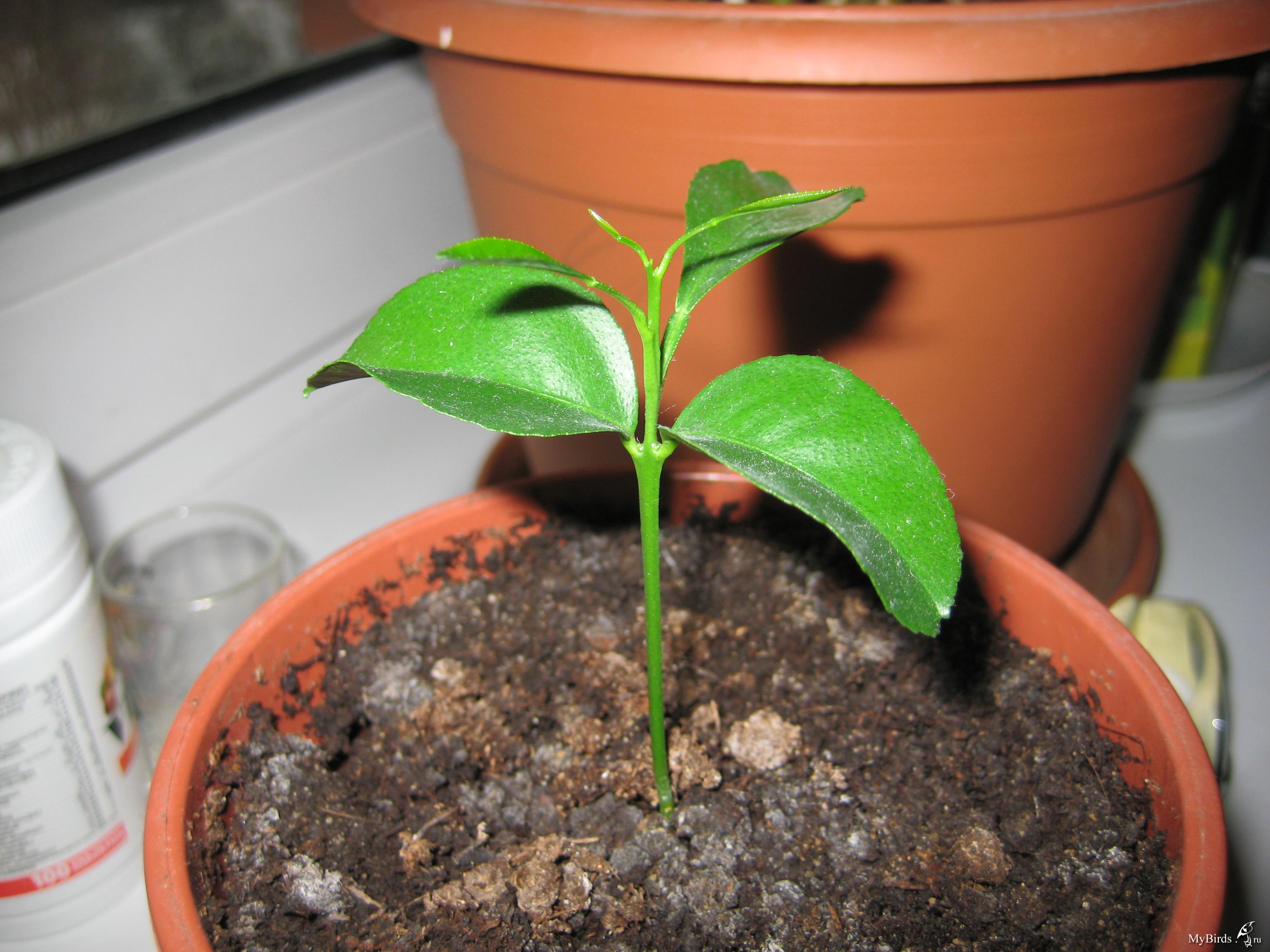 Как вырастить персик из косточки: пошаговая инструкция как посадить и вырастить персиковое дерево