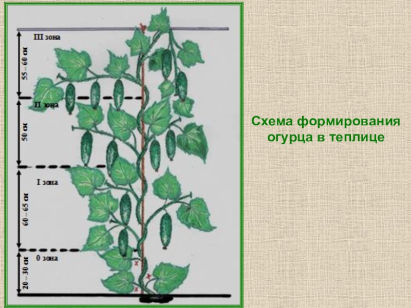 Как прищипывать огурцы - инструкция по пикировке для формирования куста и богатого урожая