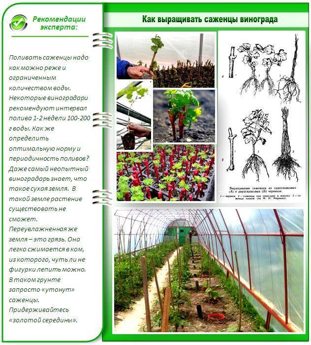 Хризантема в теплице: выращивание и правильный уход. как вырастить цветы из семян и методом черенкования? русский фермер