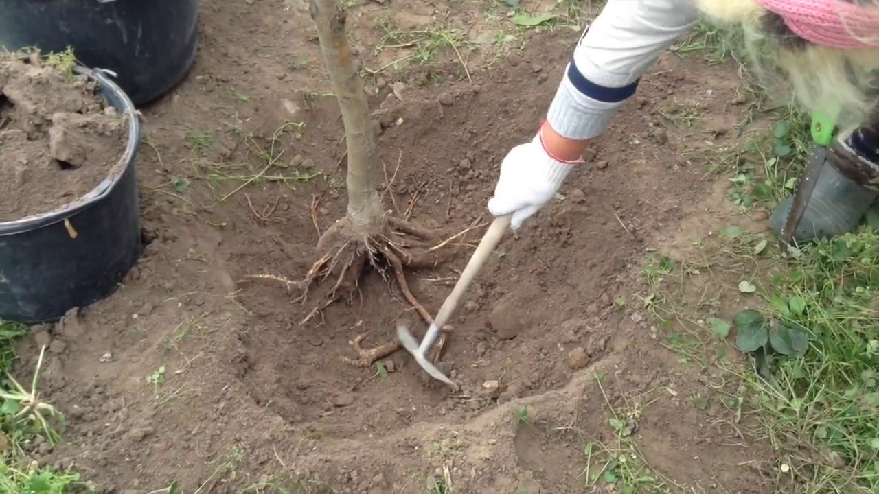 Как удалить с участка пни, корни, ненужные деревья; разные способы