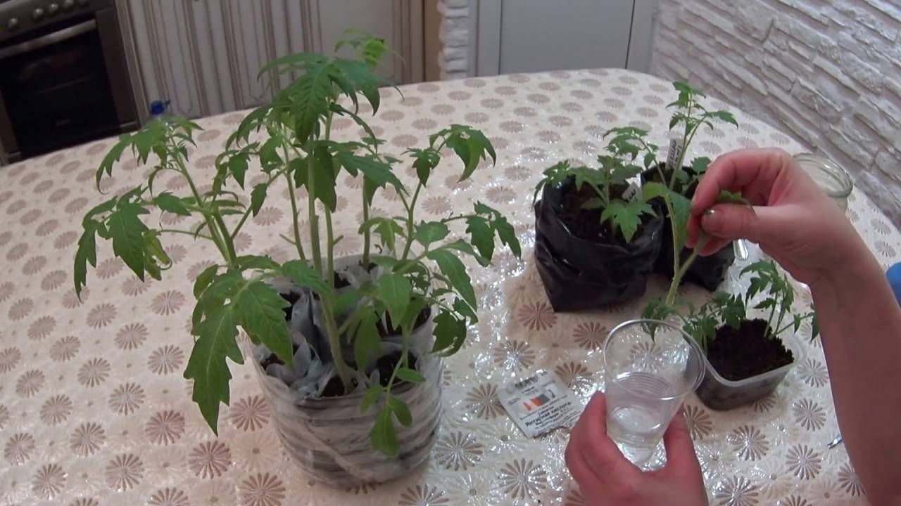 Выращивание томатов по китайской технологии: в чем суть, особенности и преимущества метода - огород, сад, балкон - медиаплатформа миртесен