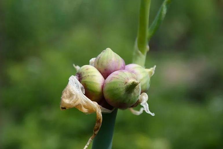 Как правильно посадить многоярусный лук, условия его выращивания и секреты ухода