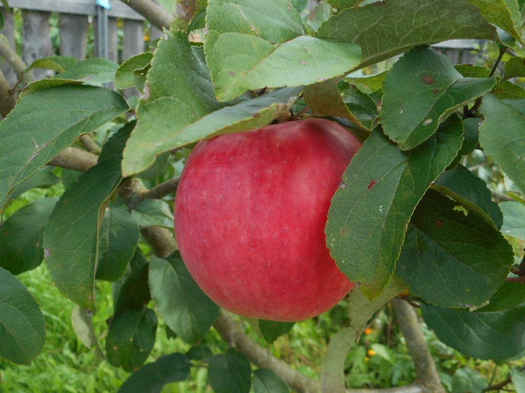 Описание сорта яблони глостер: фото яблок, важные характеристики, урожайность с дерева