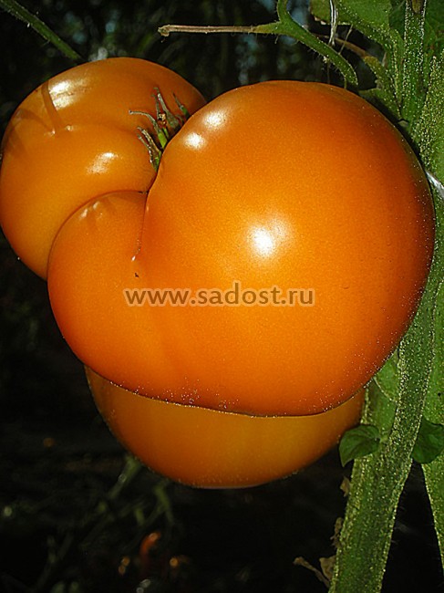 Томат оранжевая земляника характеристика и описание сорта