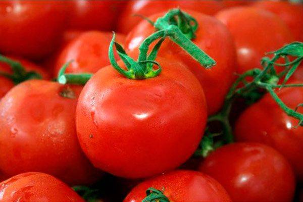 ✅ томат лев толстой отзывы фото урожайность - питомник46.рф