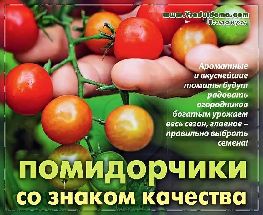 Сладкие крупноплодные томаты: лучшие сорта