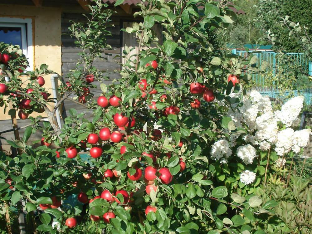 Лучшие сорта колоновидных яблонь для подмосковья с описанием, характеристикой и отзывами, а также особенности выращивания в данном регионе