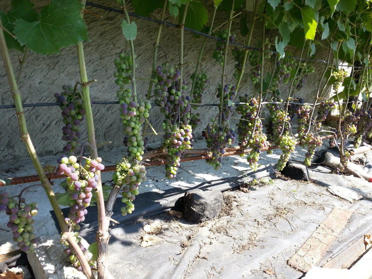 Вырастить виноград из семян? почему бы и нет!