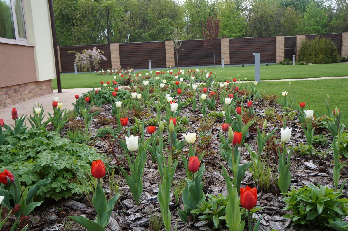 Как красиво посадить цветы в палисаднике перед домом: идеи для ландшафтного дизайна
 - 46 фото