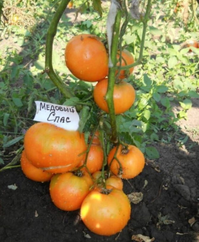 Описание раннеспелого томат эфемер и характеристики сорта