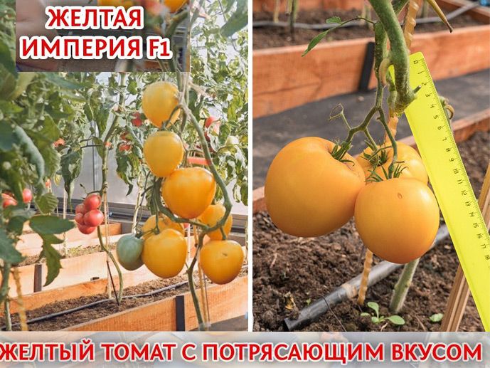 Томат "оранжевый гигант": характеристика и описание сорта, отзывы, фото, урожайность