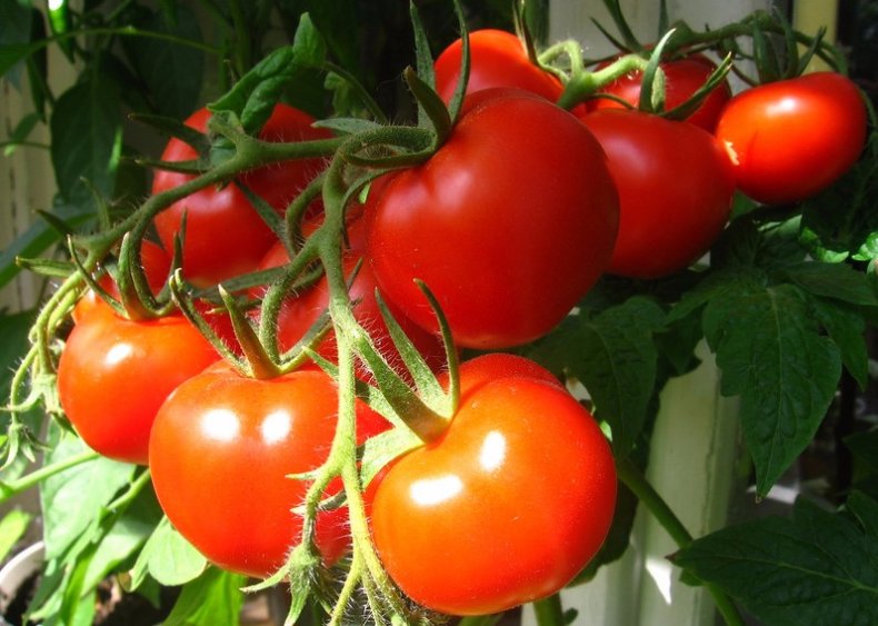 10 лучших сортов низкорослых томатов — рейтинг 2020 года (топ 10)