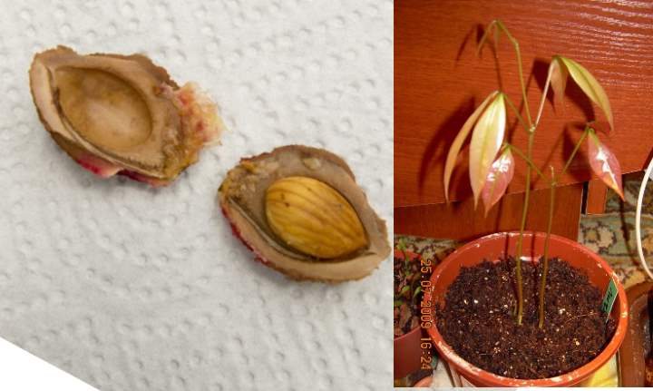 Правила и особенности выращивания персика из косточки на даче