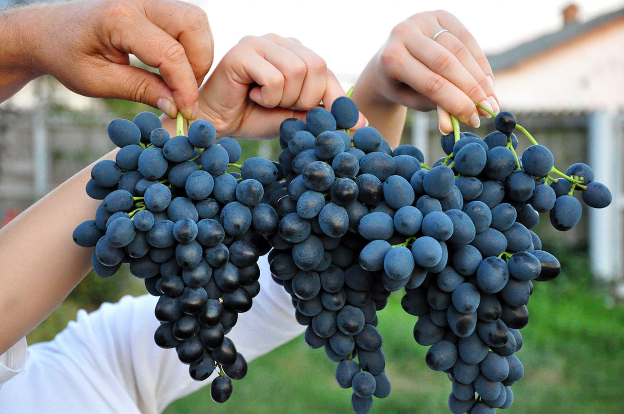 Виноград «красотка»: гибридный сорт с отличным вкусом