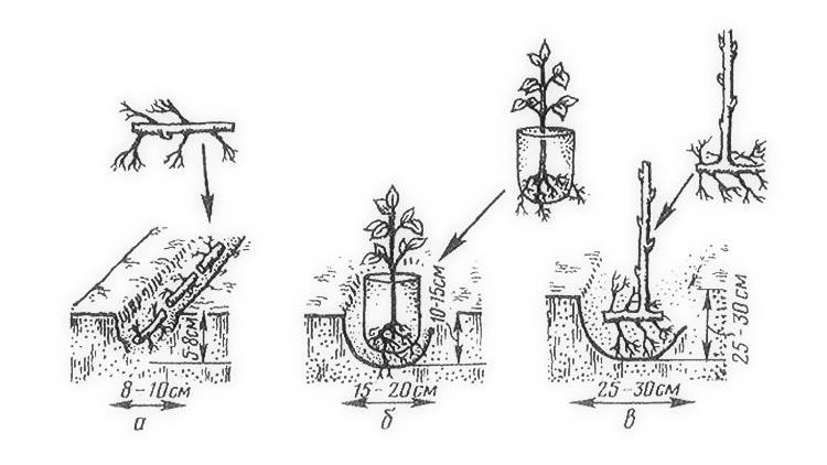 Схема посадки малины в открытом