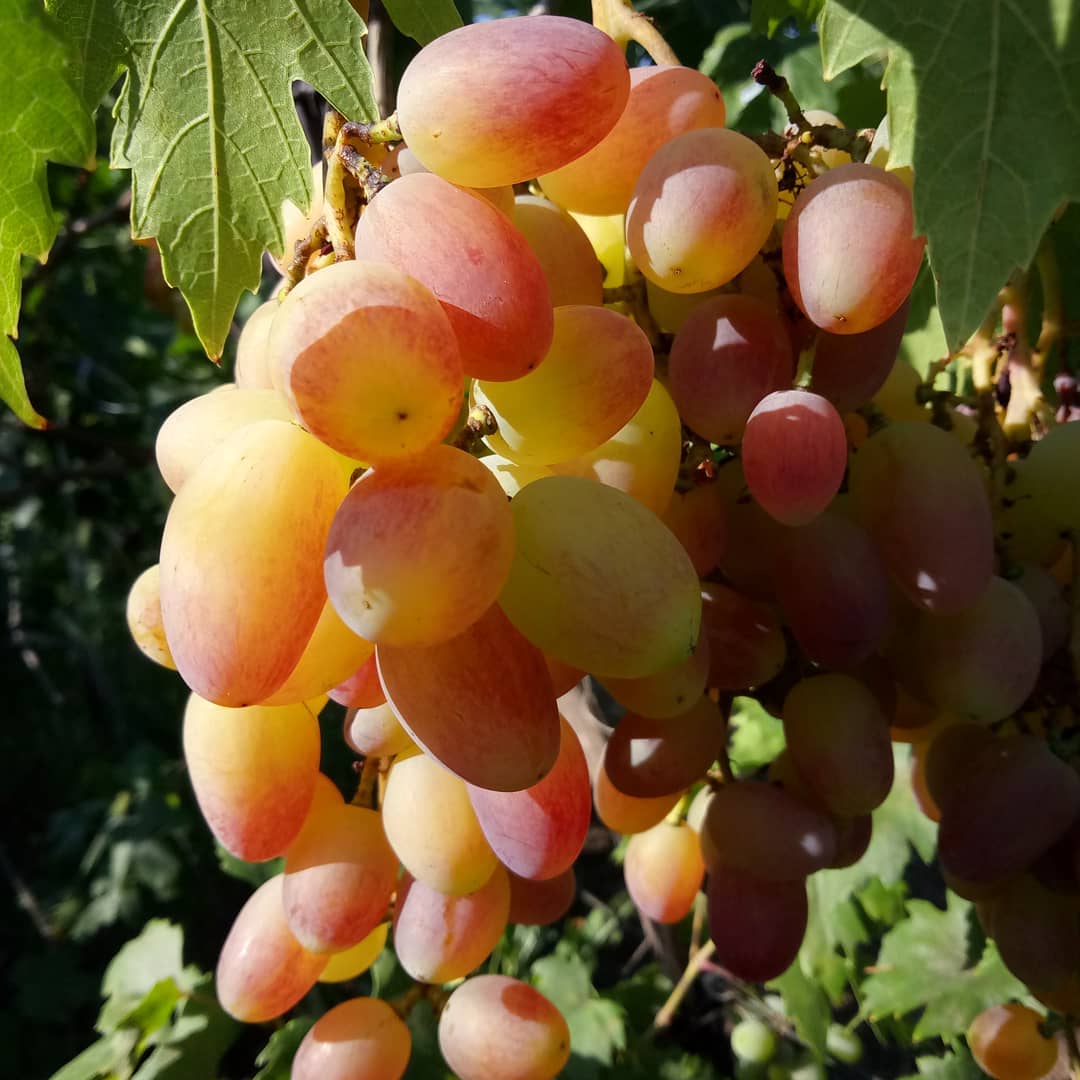 Шахиня Ирана сорт винограда
