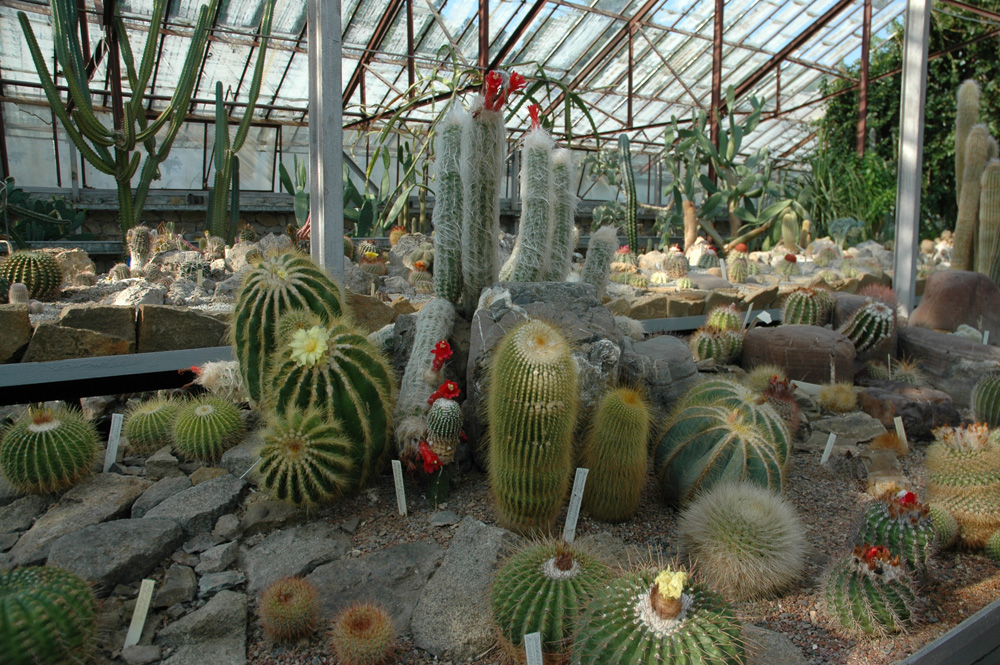 Ботанический сад тверь: история создания, особенности, коллекции и экспозиции, режим работы