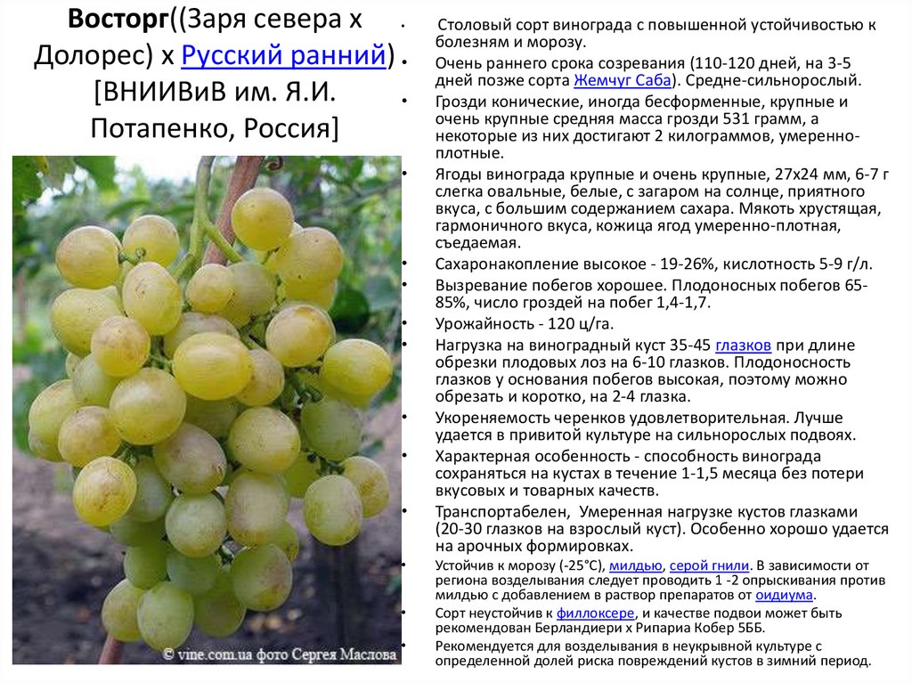 Сорт винограда «сенсация», описание с фото и видео