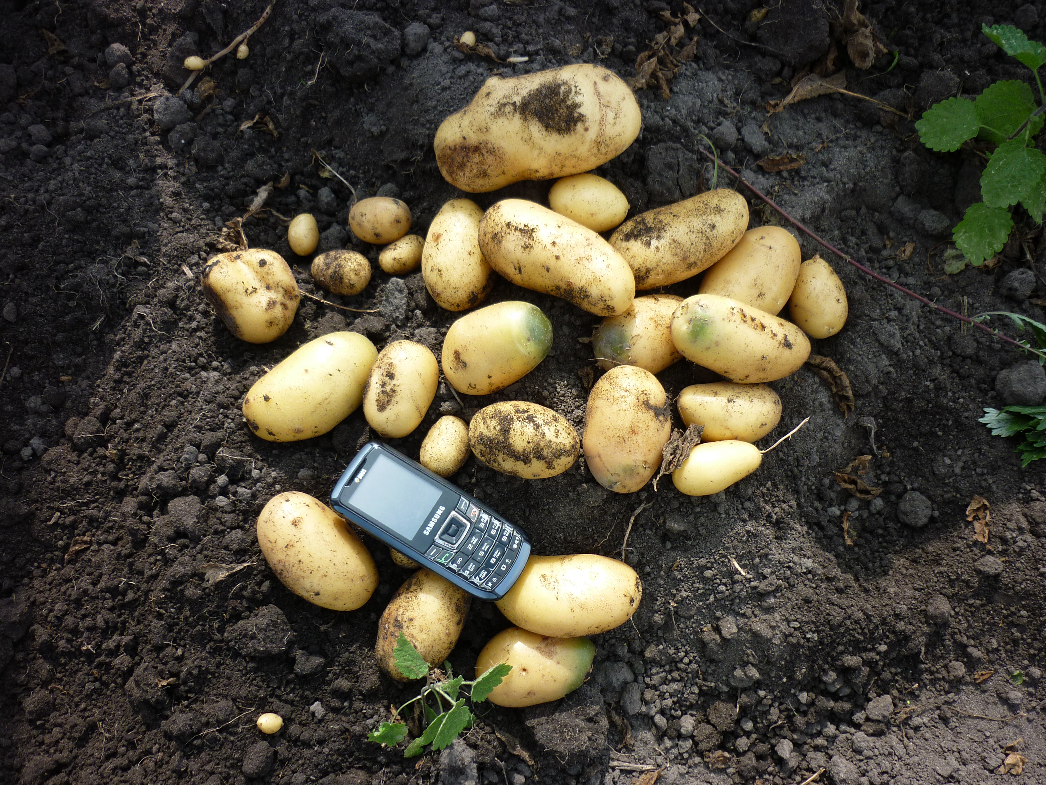 Картофель королева анна: характеристика и описание сорта, выращивание и уход