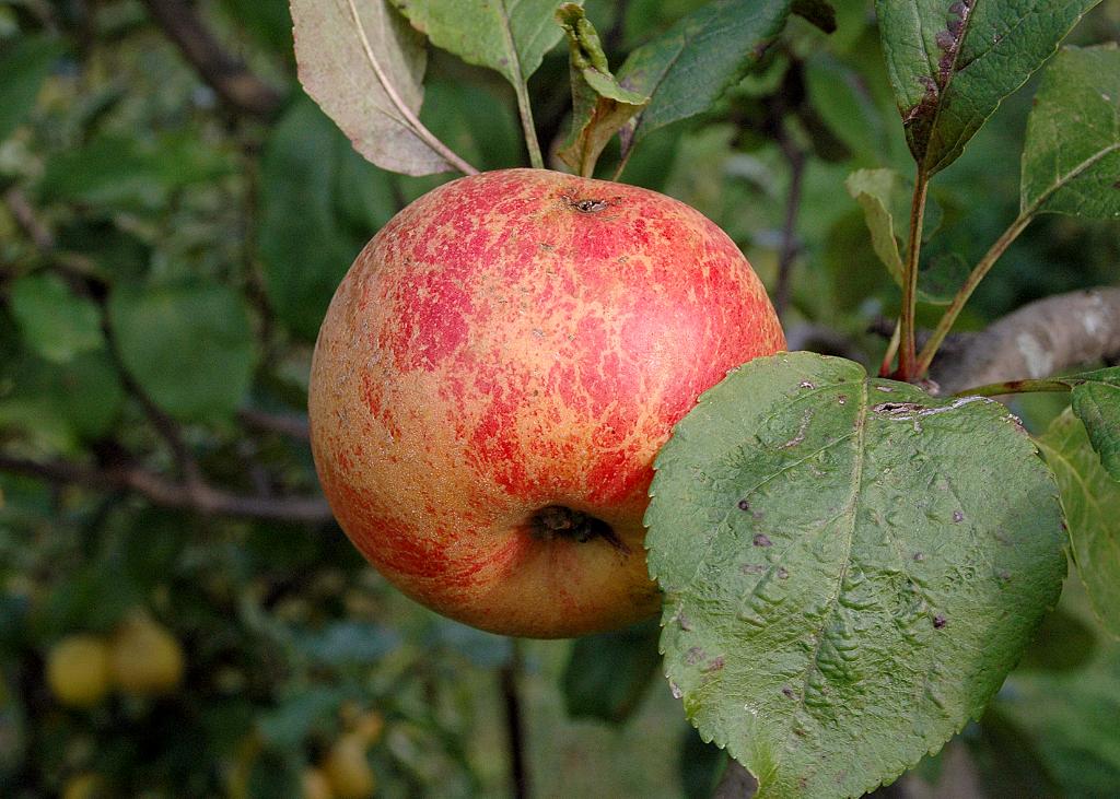 Описание, посадка и уход за яблоней сорта «коричное полосатое»