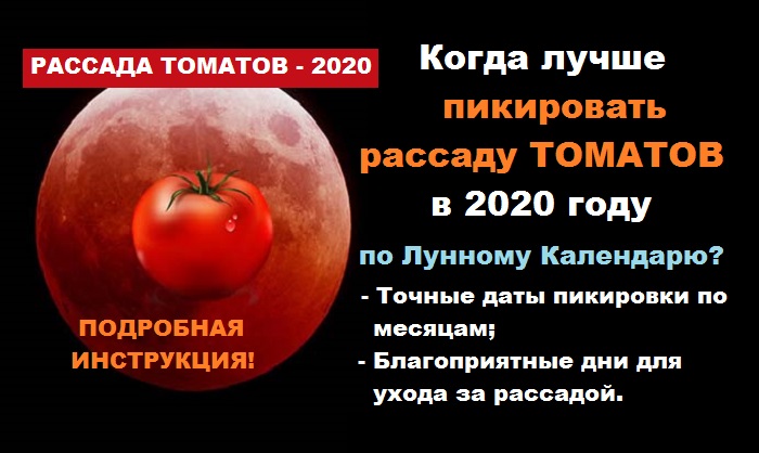Помидоры (томаты) – как правильно и когда сеять / сажать в 2021 году?