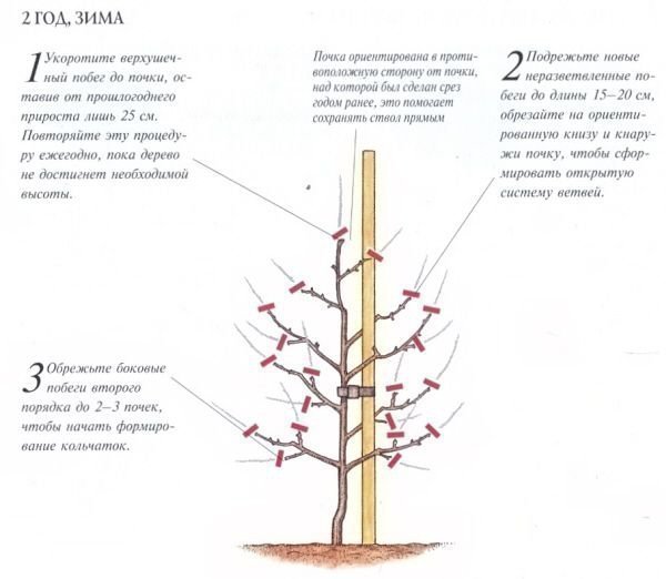 Особенности выращивания колоновидной черешни и правила ухода за ней