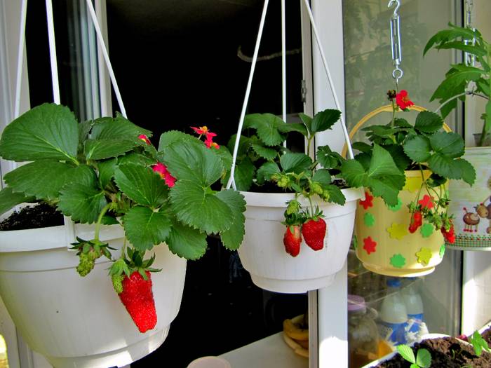 Выращивание клубники в домашних условиях из семян и рассады круглый год, видео и фото