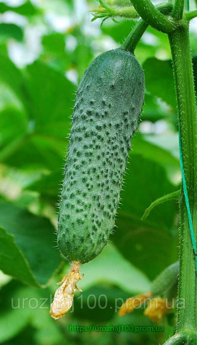 Огурцы «кибрия»: описание гибрида и особенности его агротехники