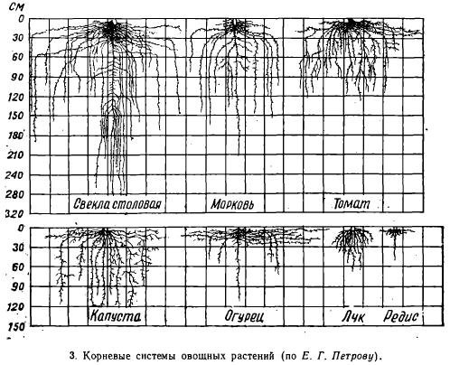 Формирование огурцов в открытом грунте: как правильно формировать плети на улице, методы и схемы проведения процедуры