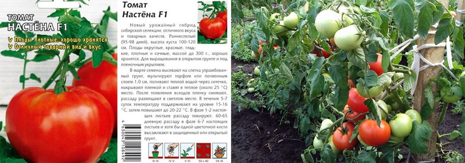 Томат рома f1: характеристика и описание сорта финских семян, отзывы тех кто сажал помидоры об их урожайности, видео и фото куста в высоту