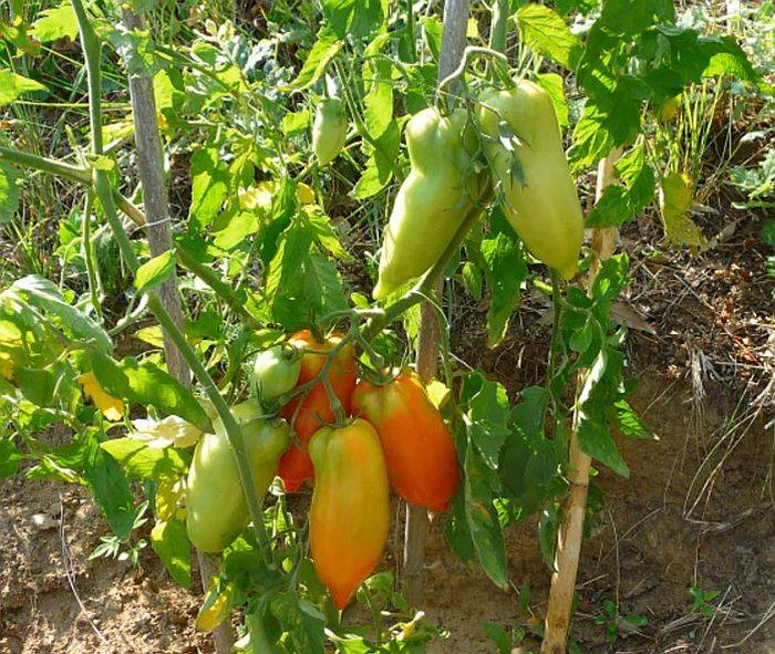 Томат корнабель f1: отзывы огородников о его выращивании и фото урожая, описание сорта помидоров и нюансы ухода