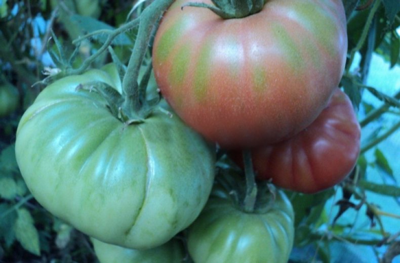 Томат "де барао розовый": характеристика и описание сорта, как выращивать помидоры русский фермер