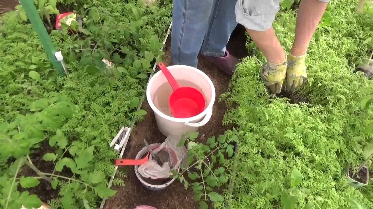 Сидераты для томатов осенью и весной. какие лучше использовать