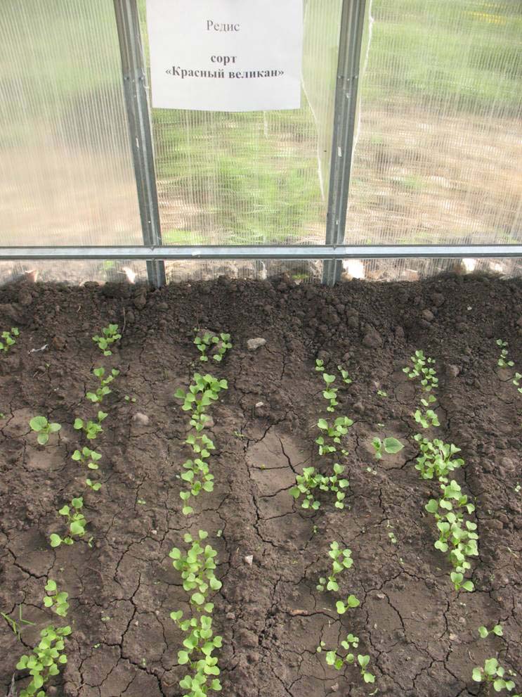 Выращивание укропа и уход за ним: как вырастить зелень в открытом грунте и теплице