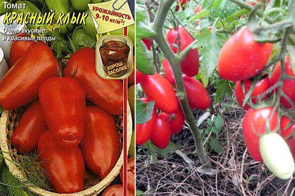 Характеристика раннеспелого томата Красный клык, выращивание и уход