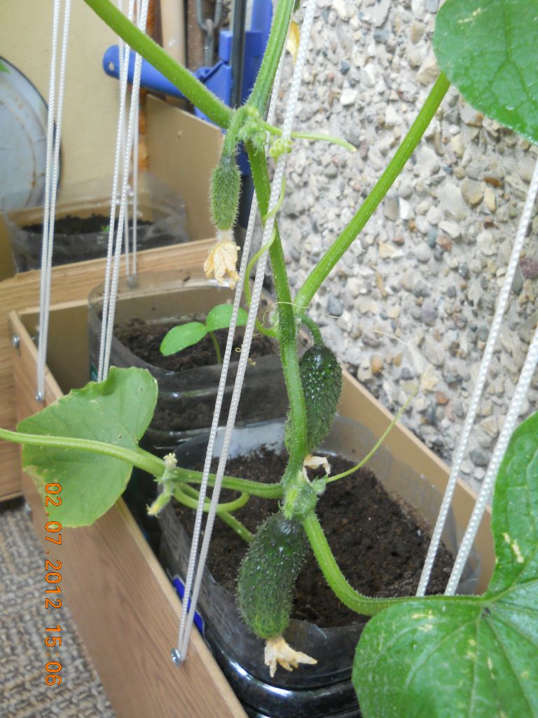 Как вырастить огурцы на балконе пошагово: подготовка и создание условий, посев семян и выращивание сортов
