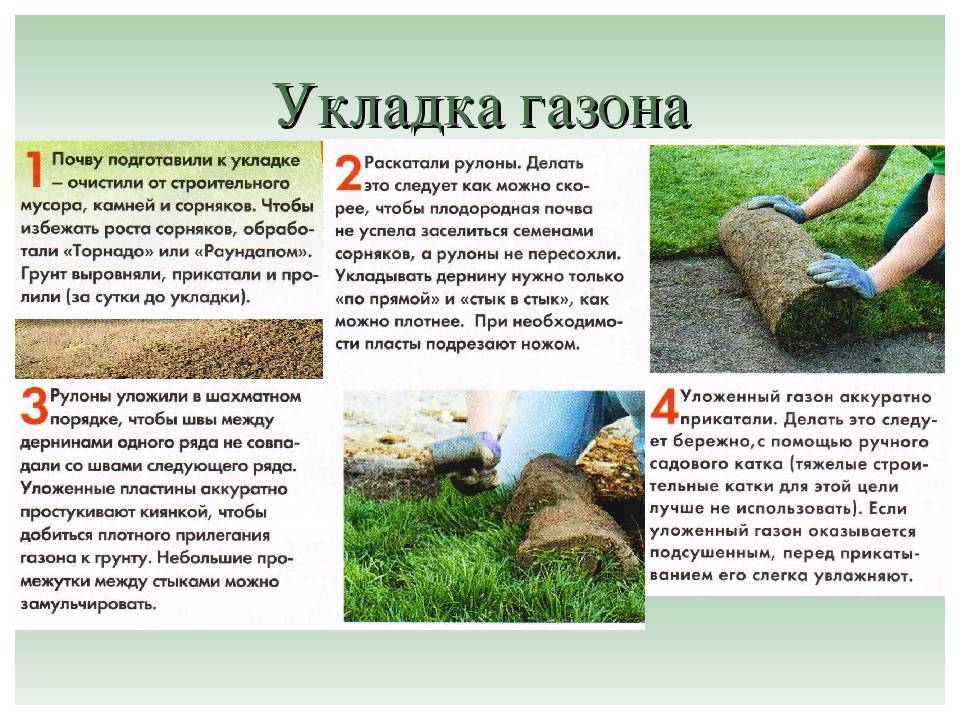 Мавританский газон – особенности посева и ухода
