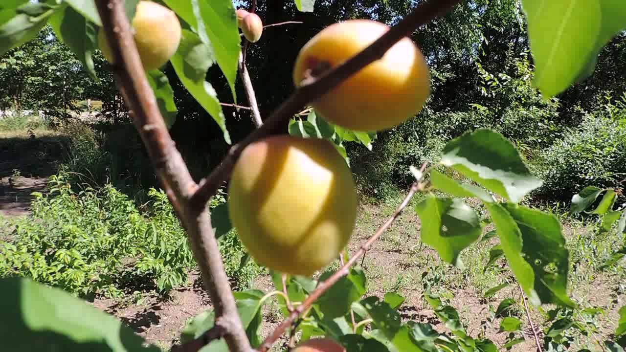 Об абрикосе шалах: описание и характеристики сорта, посадка, уход, выращивание