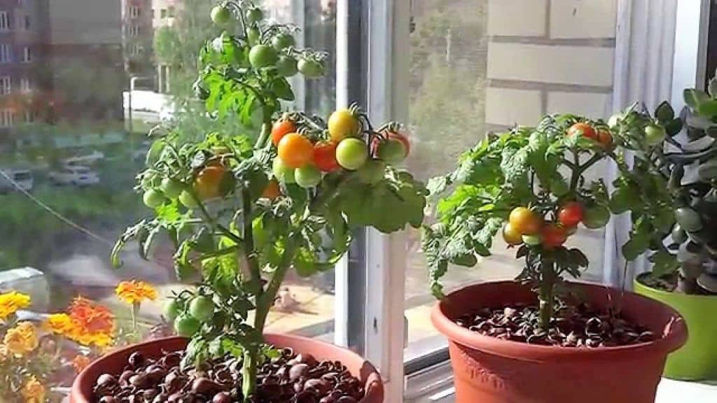 Особенности выращивания помидор на подоконниках зимой